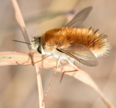 Anastoechus barbatus