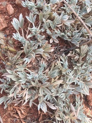 Astragalus tridactylicus