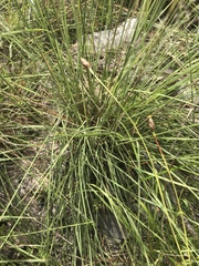 Muhlenbergia expansa