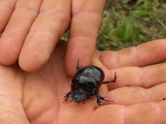 Dichotomius carolinus