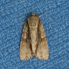 Acronicta connecta