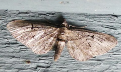 Eupithecia interruptofasciata