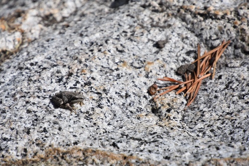 iNaturalist observation photo of Pacific chorus frog