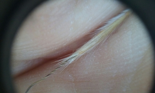 wide-glumed needle grass (Eriocoma latiglumis)