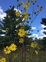 Silphium terebinthinaceum