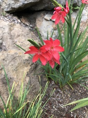 Hesperantha coccinea