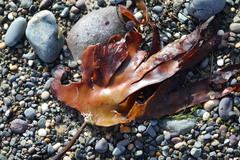 Laminaria digitata