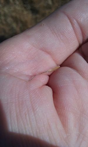 Image of Eriocoma latiglumis by no rights reserved