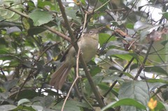 Phyllastrephus cabanisi