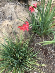 Hesperantha coccinea