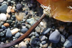 Laminaria digitata