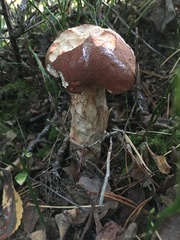 Leccinum vulpinum