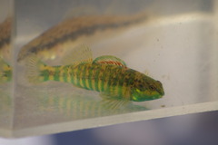 Etheostoma zonale