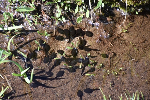 iNaturalist observation photo of Yosemite Toad