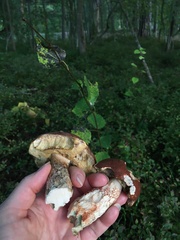 Leccinum vulpinum