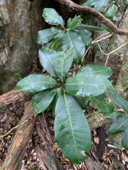 Vitellariopsis marginata