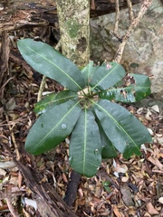 Vitellariopsis marginata