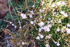 Limonium minutum