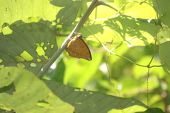 Charaxes marmax