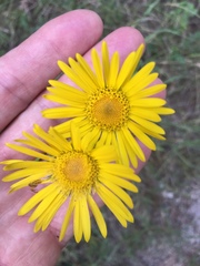 Grindelia adenodonta