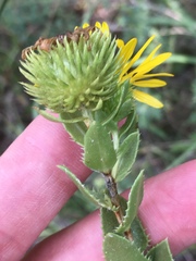 Grindelia adenodonta