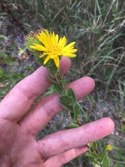 Grindelia adenodonta