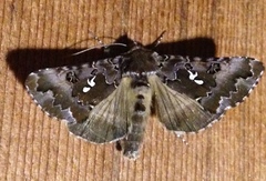 Autographa corusca