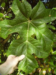 Vasconcellea pubescens