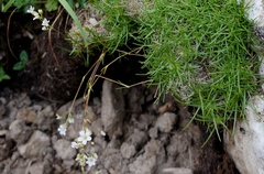 Gypsophila tenuifolia