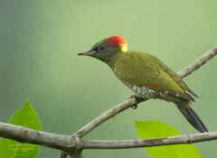 Picus chlorolophus