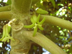 Vasconcellea pubescens