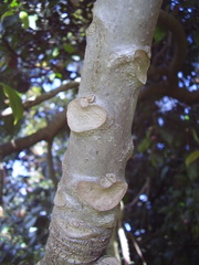 Vasconcellea pubescens