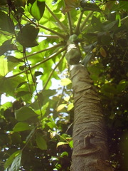 Vasconcellea pubescens