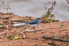 Motacilla clara