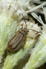 Ophraella notata