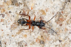 Daerlac cephalotes