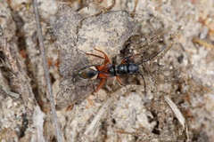 Daerlac cephalotes
