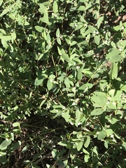 Euphorbia capitellata