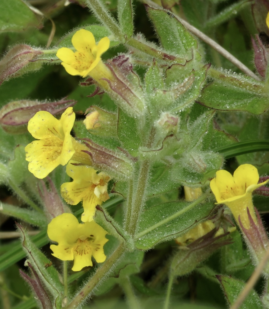 wing-leaf monkeyflower