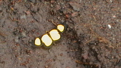 Cyllopoda jatropharia
