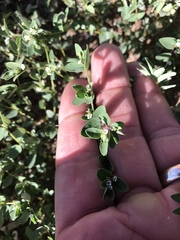 Euphorbia capitellata