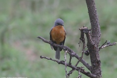 Melaenornis semipartitus