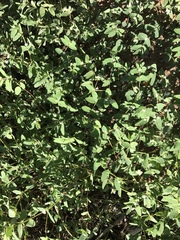 Euphorbia capitellata