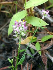 Polygala mariana