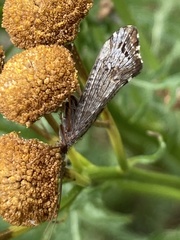 Glyphopsyche irrorata
