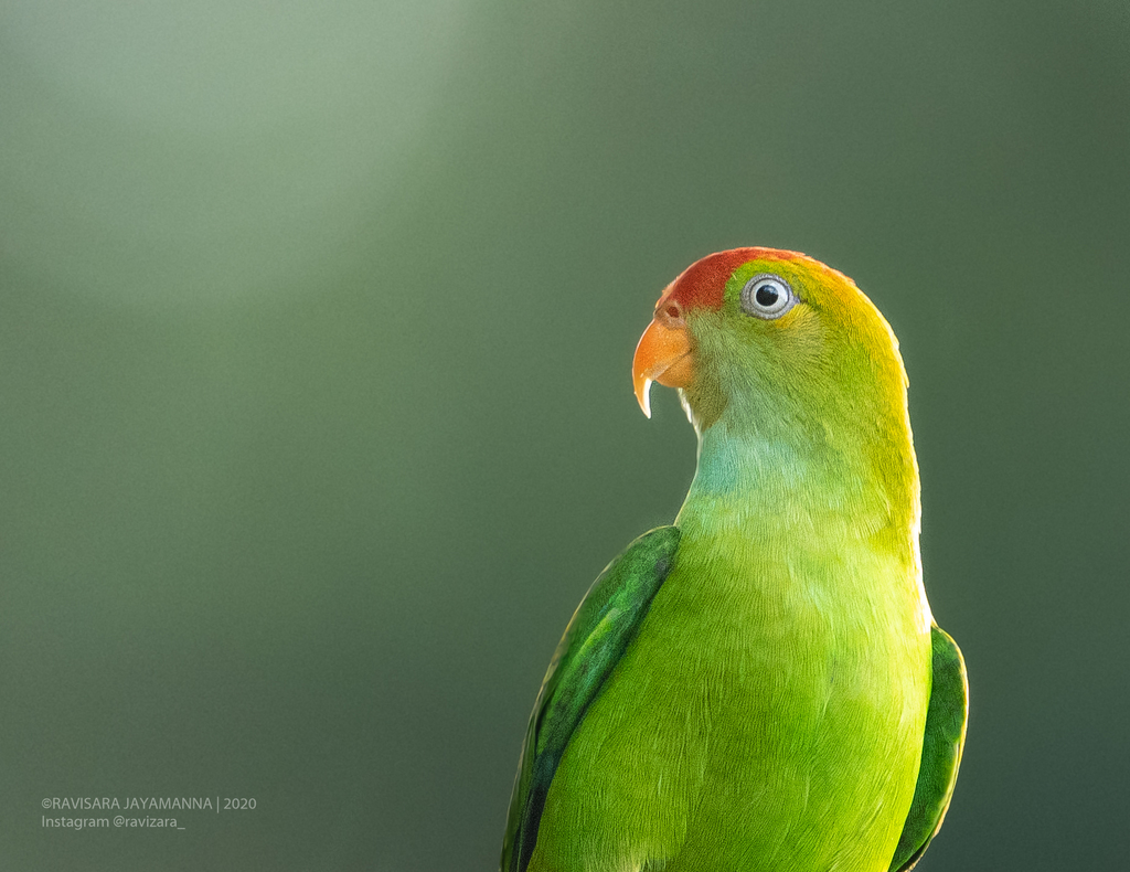 Sri Lanka Hanging-Parrot photo