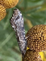 Glyphopsyche irrorata