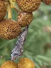Glyphopsyche irrorata
