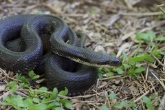 Pantherophis obsoletus