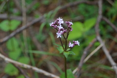 Valeriana urticifolia
